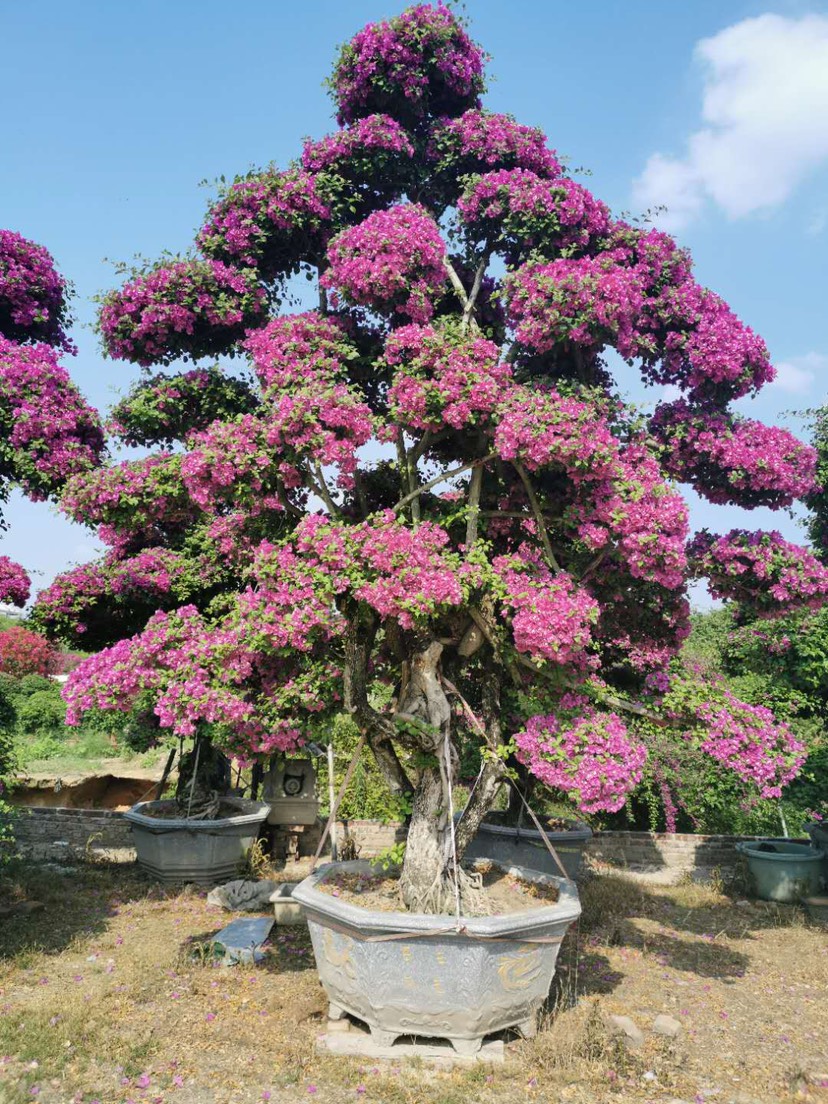 紫花造型三角梅桩头批发 三角梅价格 紫色三角梅球 勒杜鹃