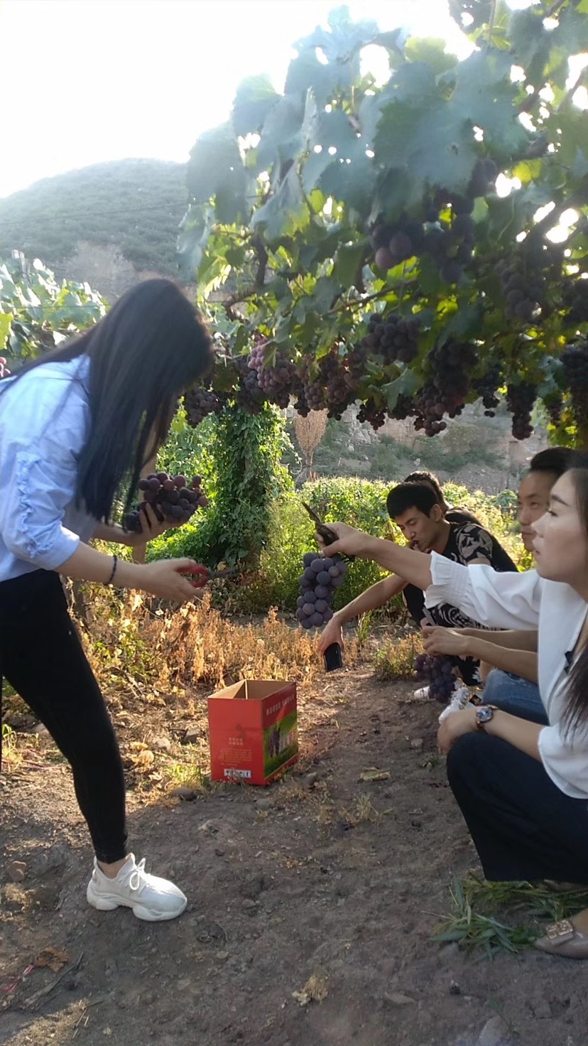 巨峰葡萄 清徐葡萄,巨峰