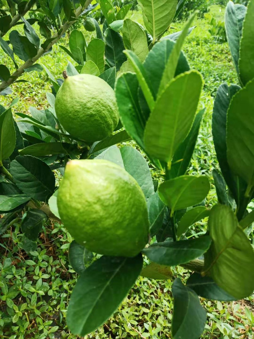 广东香水柠檬