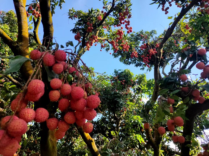 桂味荔枝 从化区南平静休小镇高山贵味荔枝,全国最好吃的荔枝.