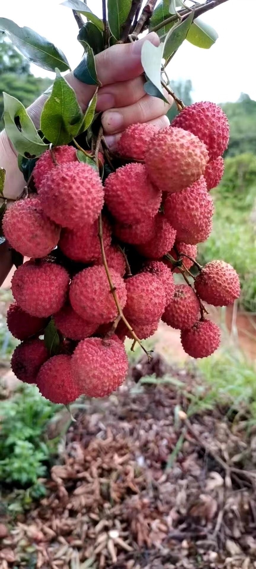 增城桂味荔枝,因有桂花味而得名,国家地理标志产品现有3万斤