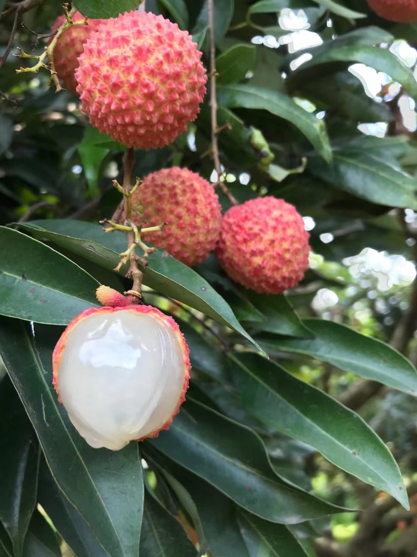 桂味荔枝 增城荔枝,桂味,糯米滋