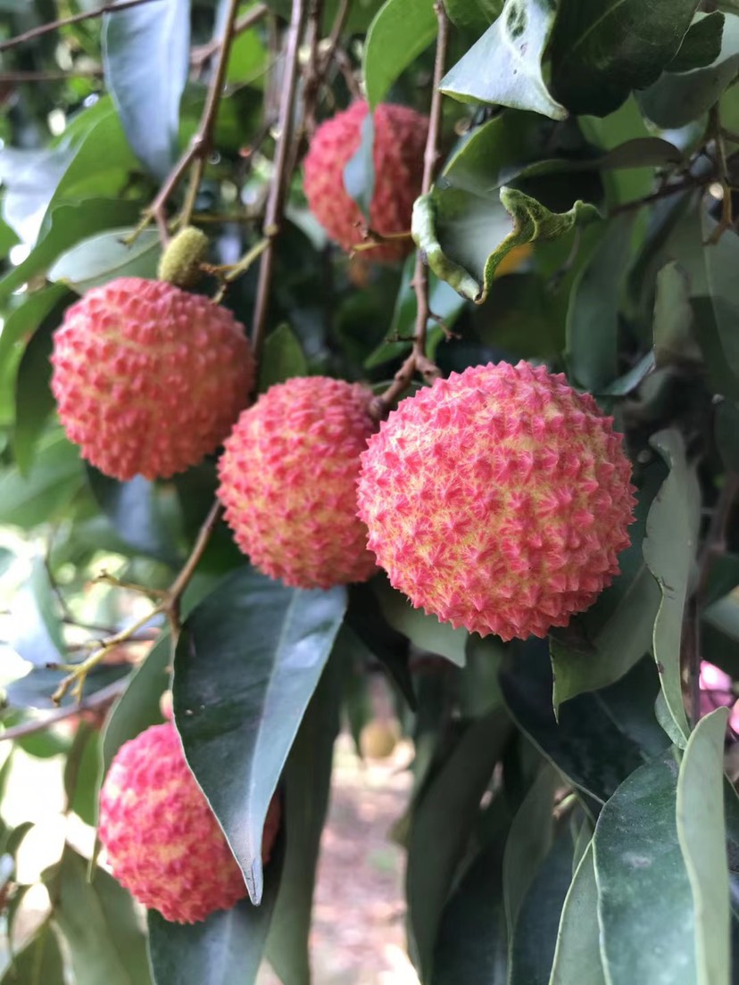 桂味荔枝 增城荔枝,桂味,糯米滋