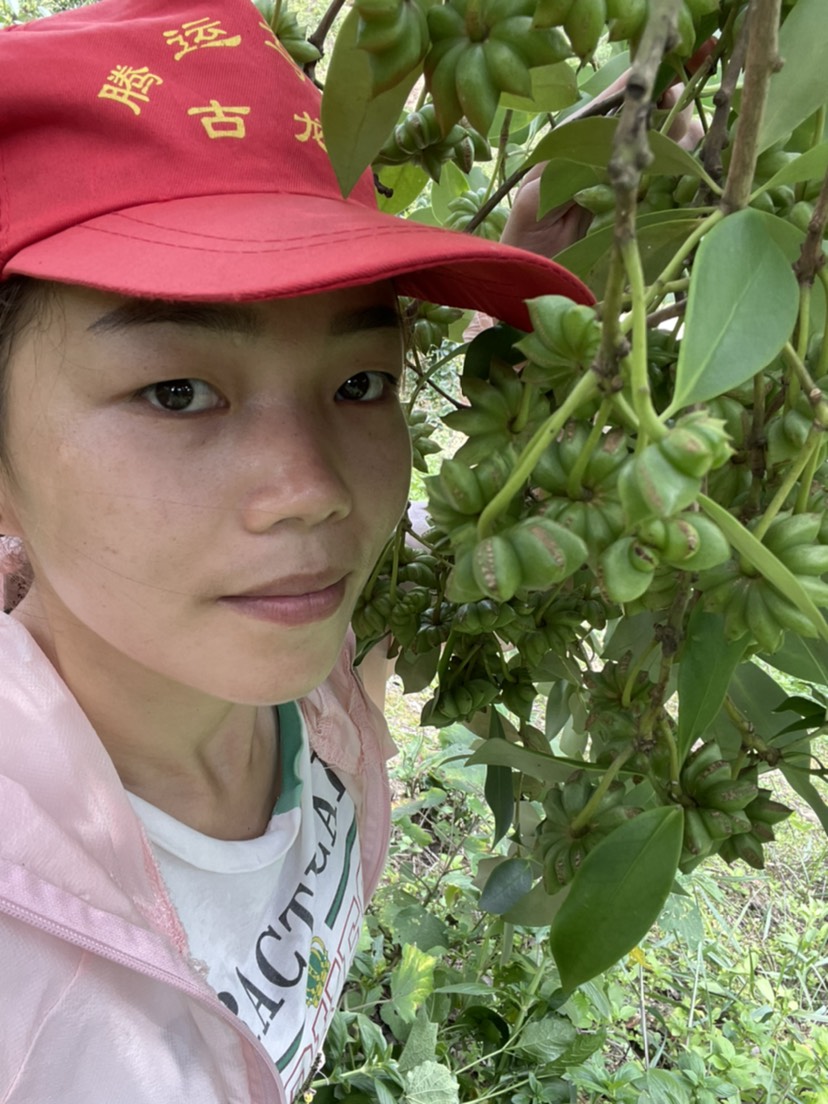广西藤县八角树 广西藤县古龙纯正木王品种