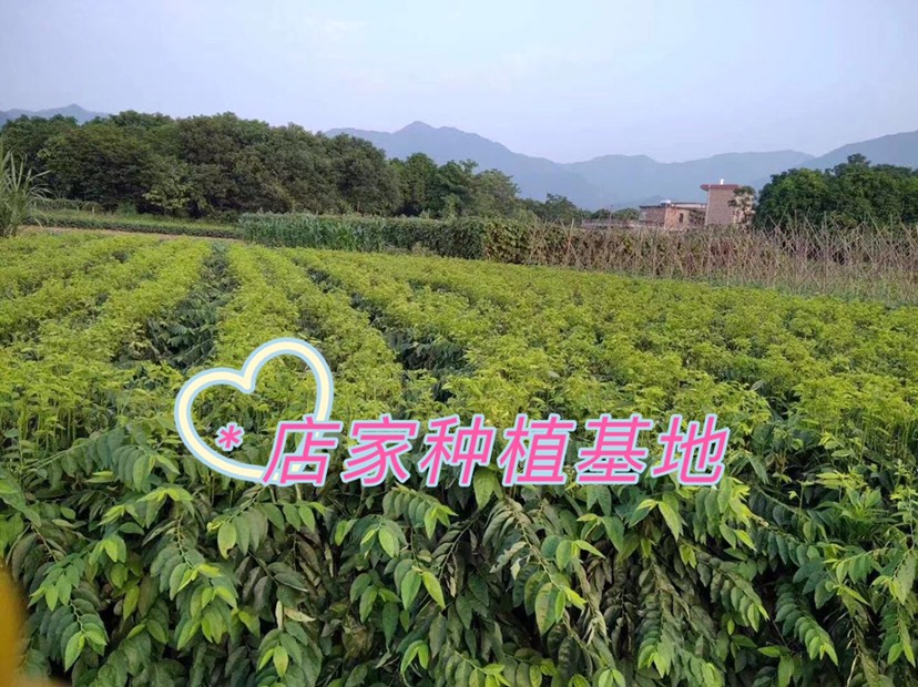 山菜 树菜树仔菜新鲜菜生鲜天绿香潮州汕头菜海南菜现