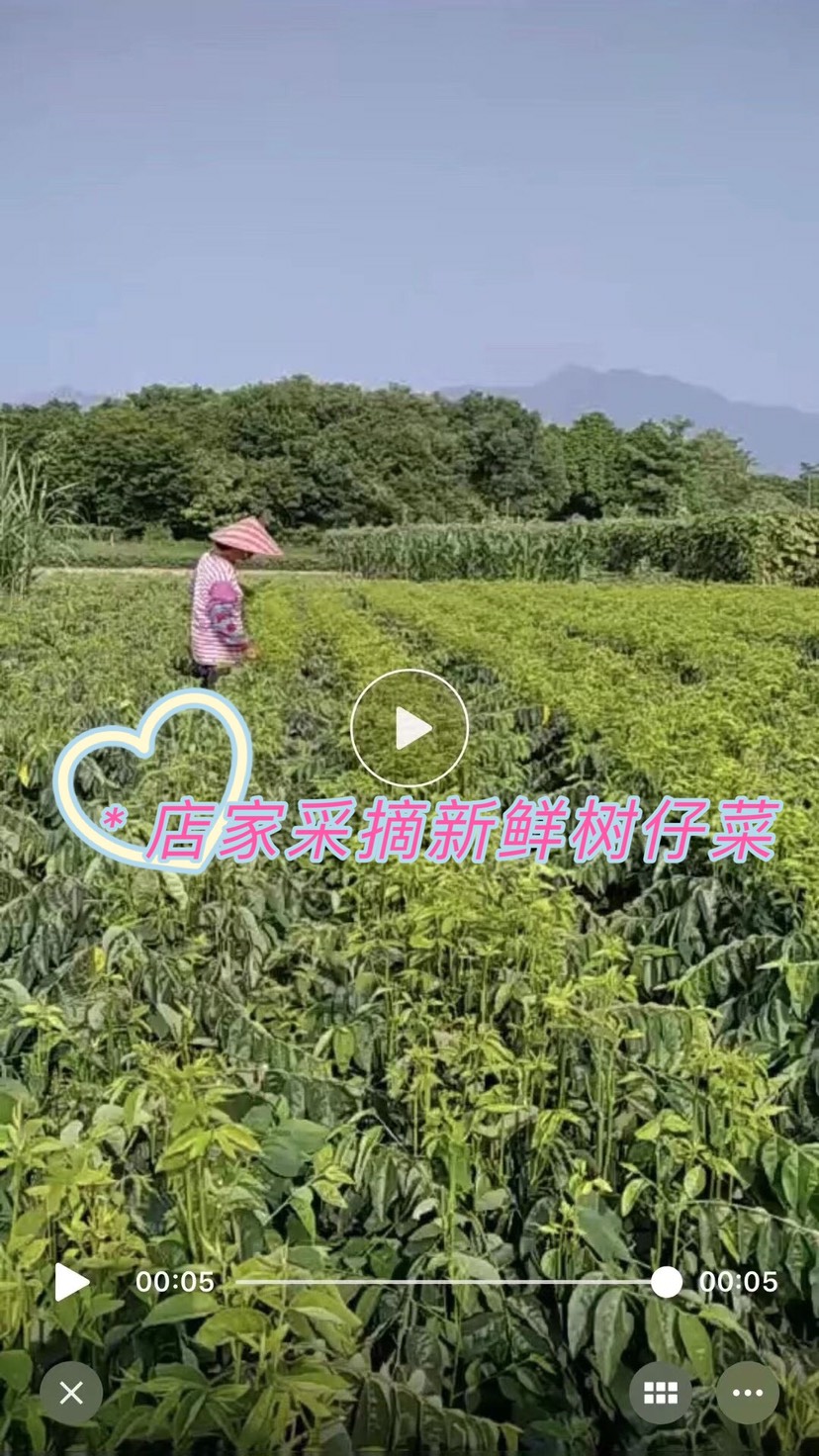 山菜 树菜树仔菜新鲜菜生鲜天绿香潮州汕头菜海南菜现