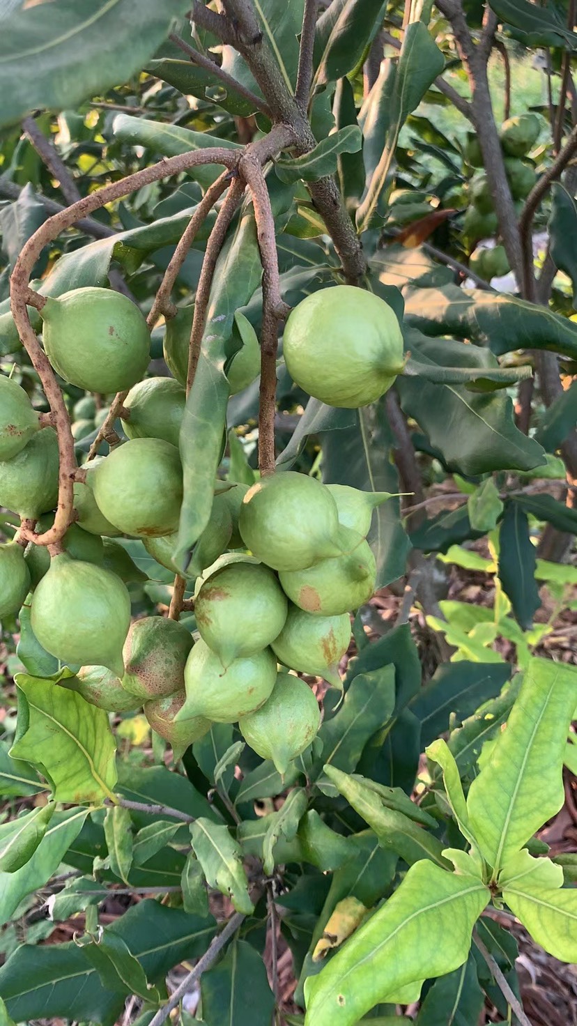 夏威夷果 新鲜生产当季生产