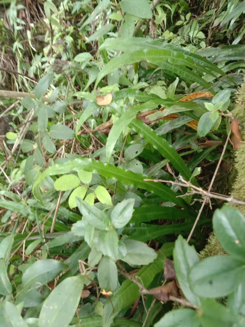 [化石草批发]贵州黔西南悬崖峭壁上的生化石草,结石草
