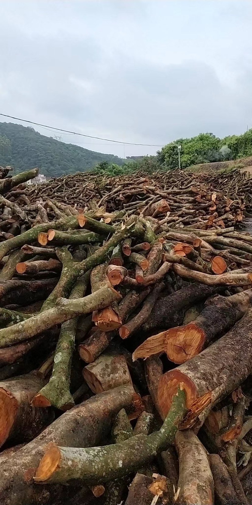 木材 荔枝木