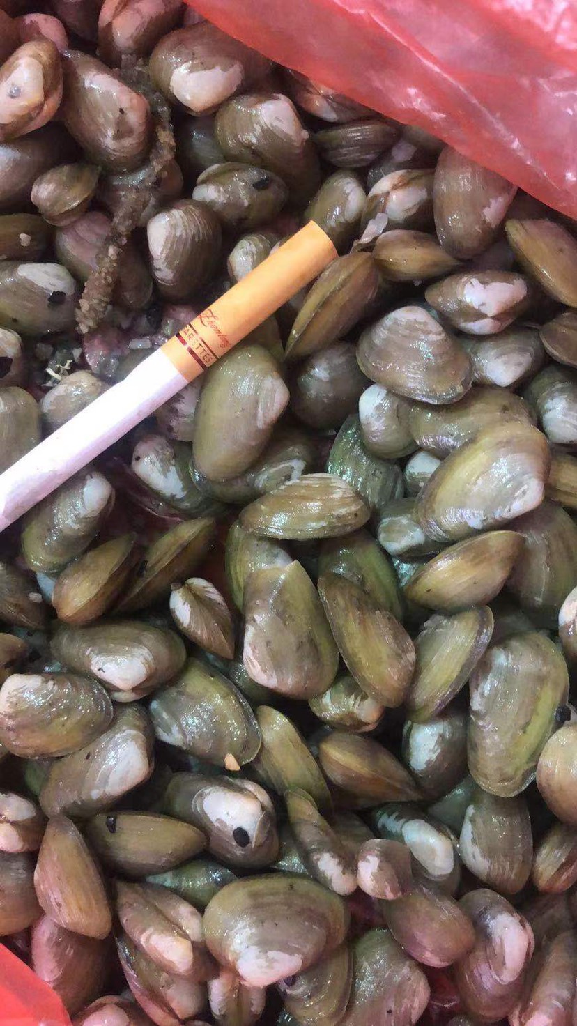 白蚬子 蚬肉.海蚬肉. 白蚬肉