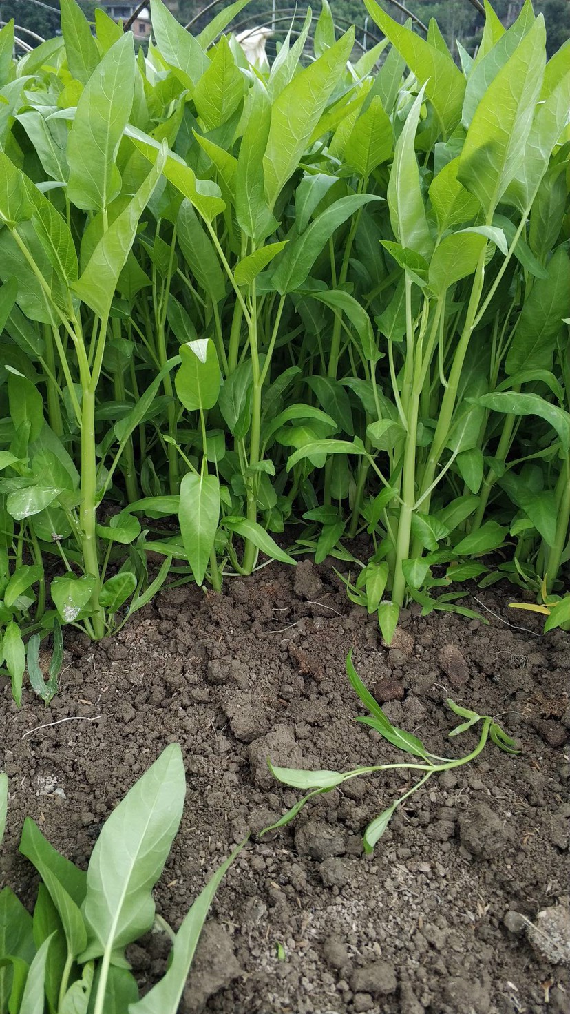 空心菜种子 福建三叉大叶半清白空心菜 口感脆嫩好吃,生长快速,耐旱