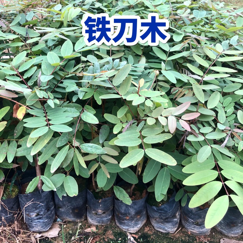 广东广州 铁刀木苗 鸡翅木树苗 广州苗圃基地 容器苗 绿化苗木