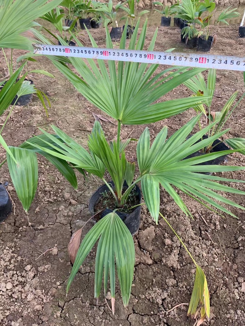 [蒲葵批发] 蒲葵价格3.8元/棵 - 惠农网