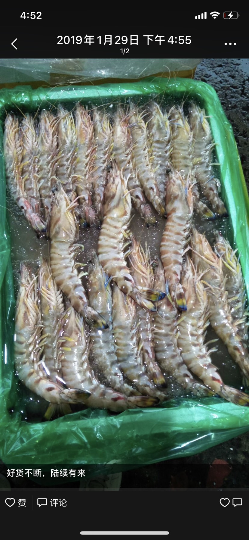 九节虾