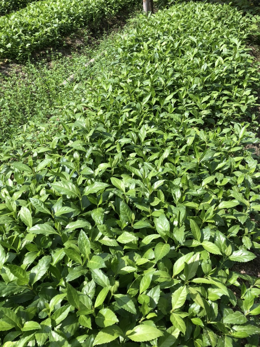 江西赣州甘草苗 草珊瑚苗 九节茶 草珊瑚籽育苗 苗圃自育