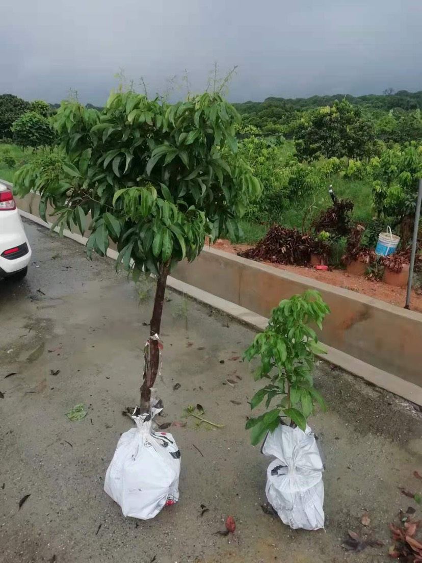 仙进奉荔枝嫁接高压圈枝苗出售