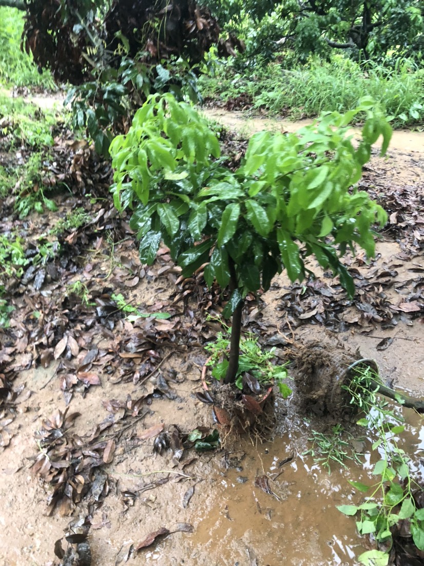 仙进奉荔枝嫁接高压圈枝苗出售