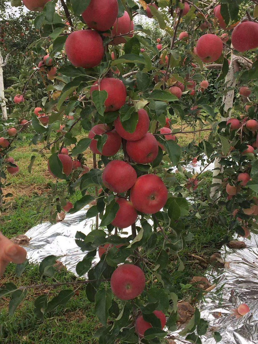 红露苹果  昭通冰糖心红露早熟苹果脆甜多汁一件包邮            保证