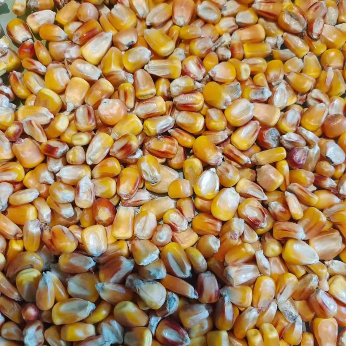 黄玉米粒新疆玉米二等粮好货不求人