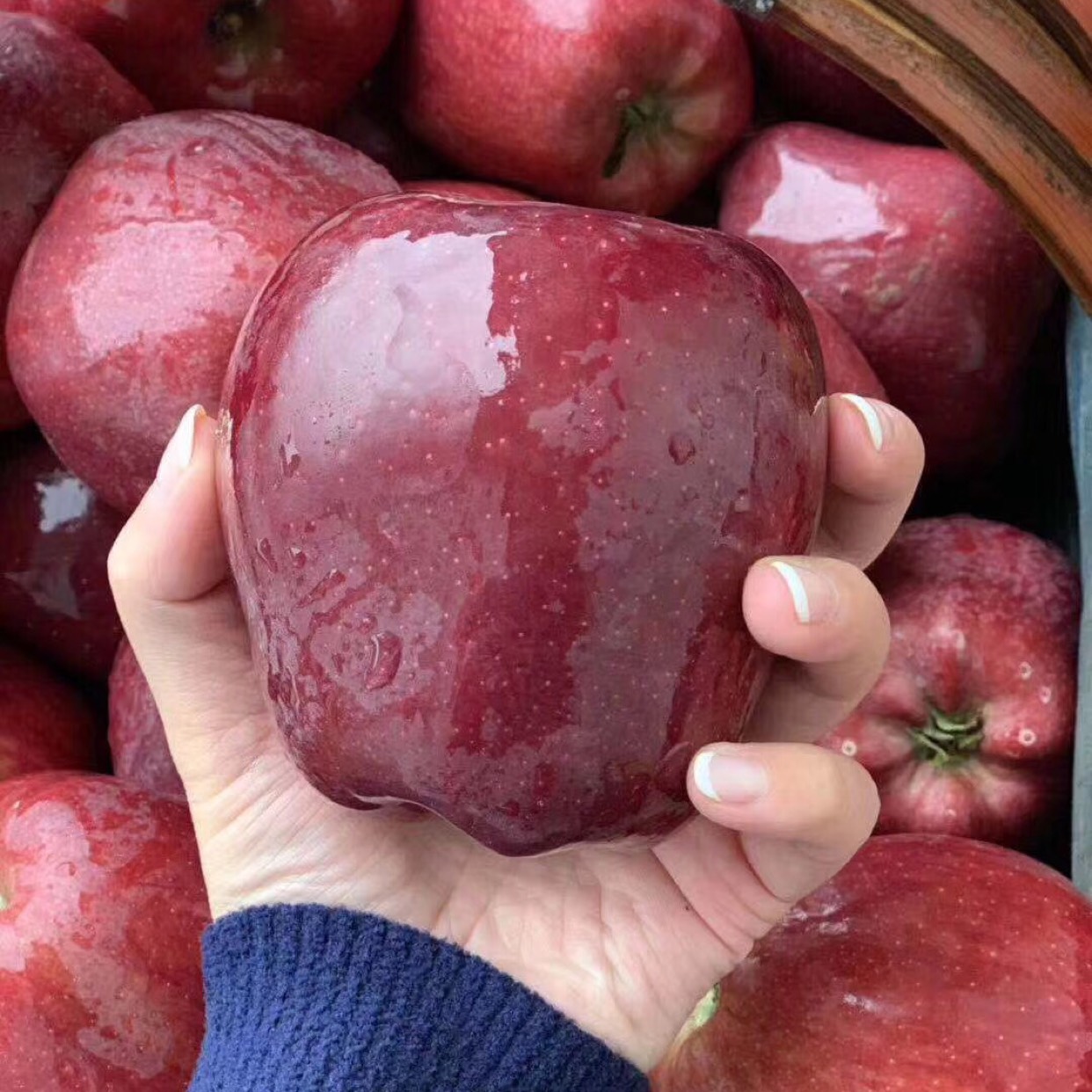 甘肃天水花牛苹果