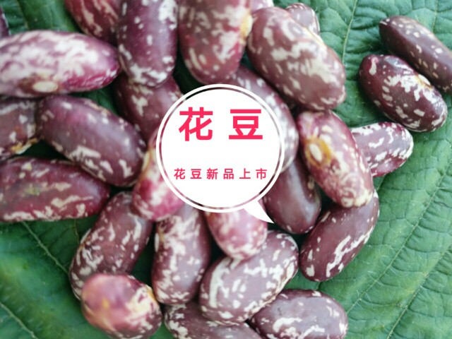 花豆 贵州产下饭豆,今年新品,欢迎咨询.