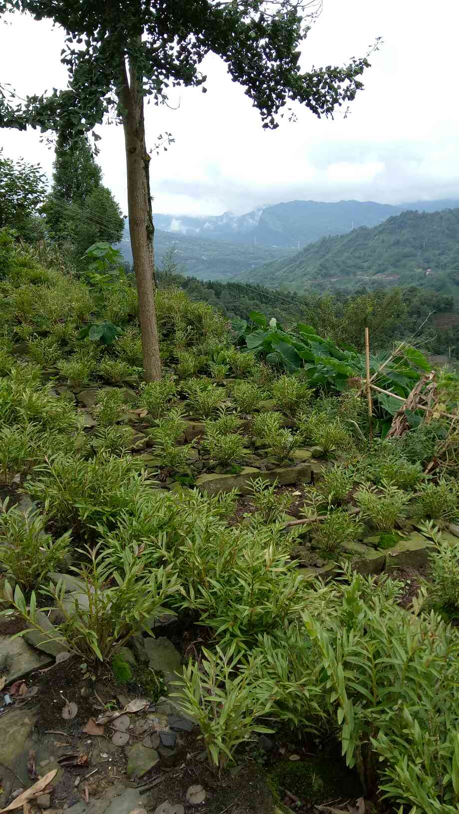 野生黄草石斛