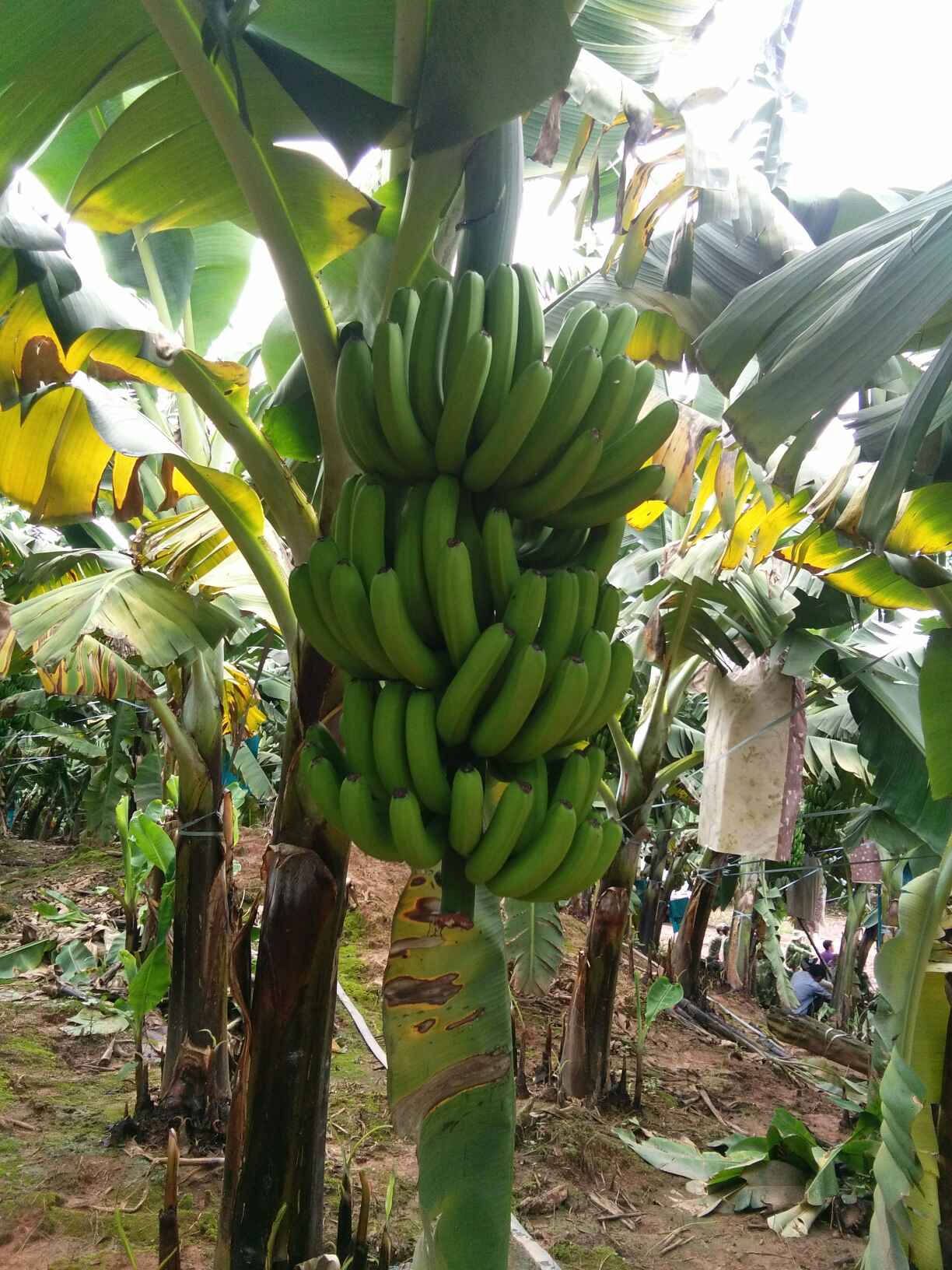 老挝香蕉 七成熟