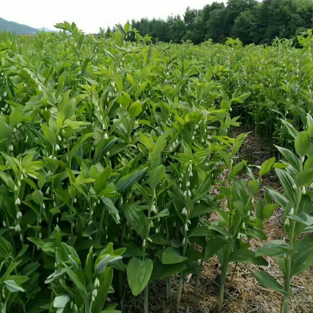 供应大厅  中药材  玉竹 商品详情 基地培育种植大玉竹苗,成品产量