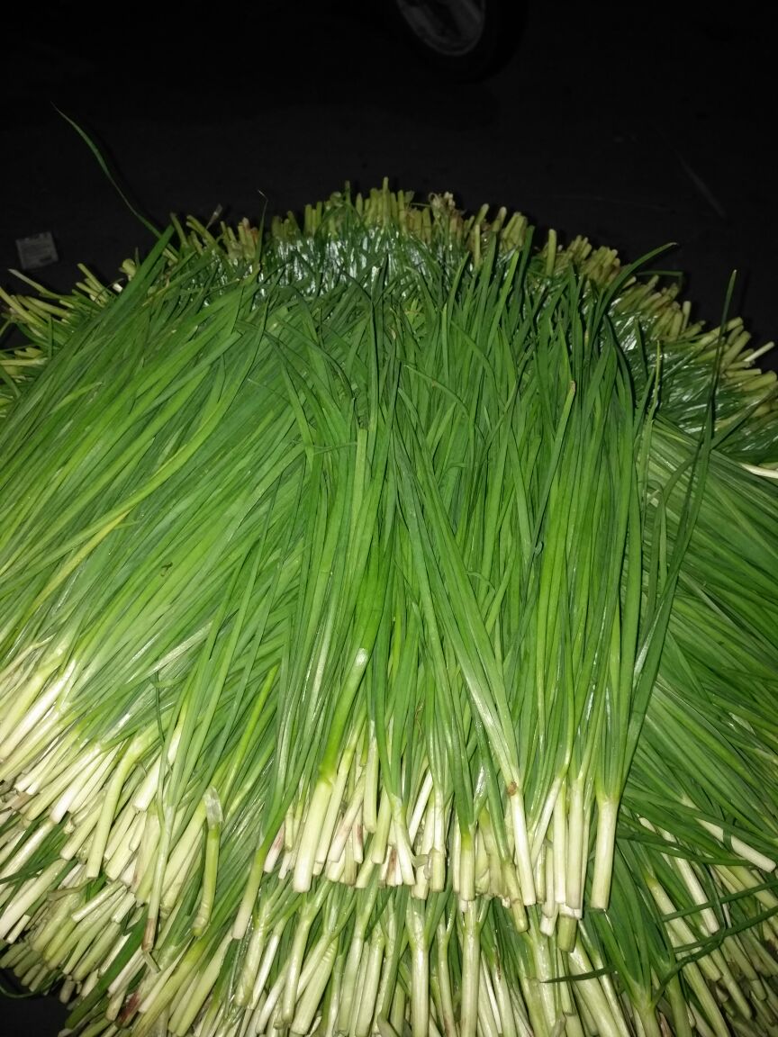 富生韭菜 头茬 30~35cm