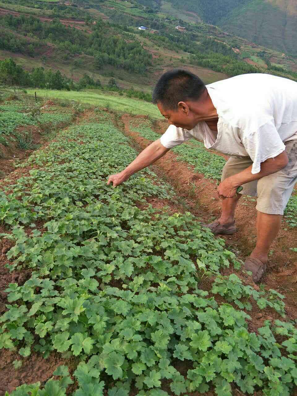 云南省丽江市宁蒗彝族自治县草乌