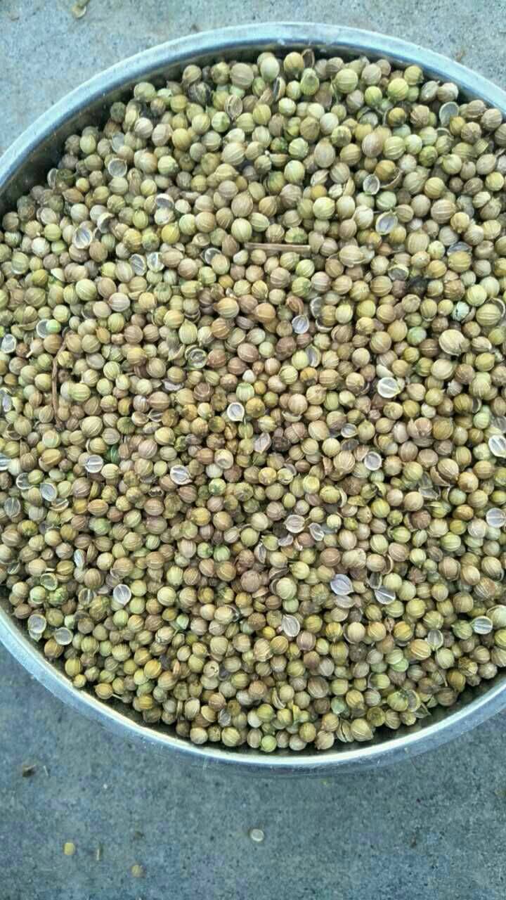 香菜籽 新鲜香菜仔即将大量下产,需要的滴滴