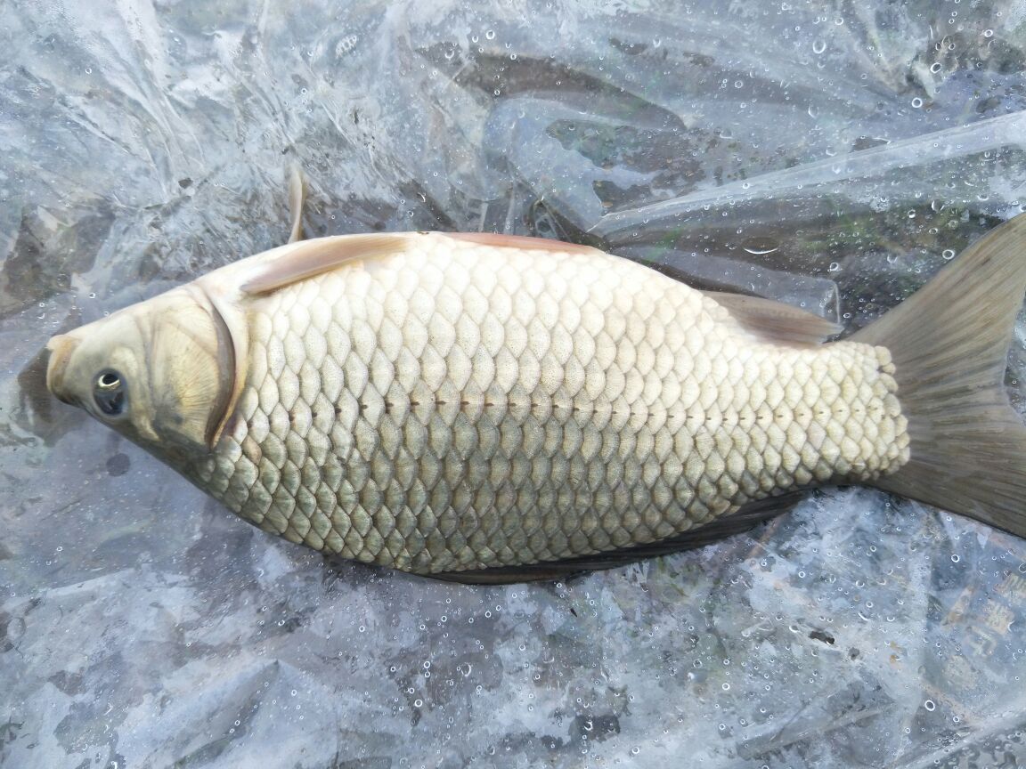 供应大厅  水产 鲫鱼  商品属性 品种名:湘云鲫 体长:10-20cm 单尾重