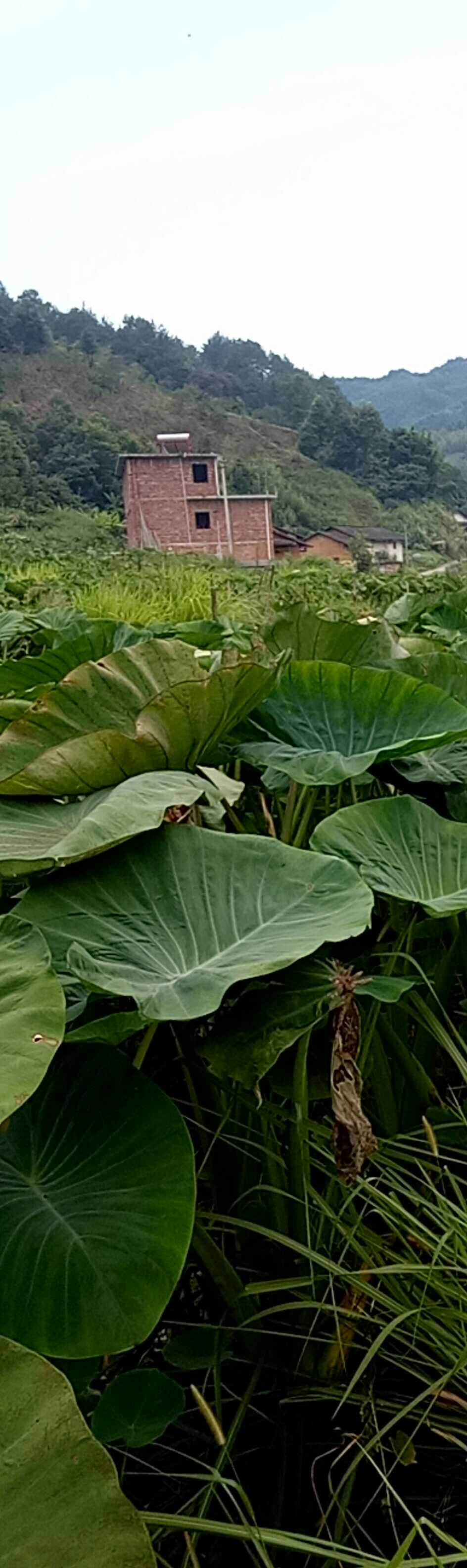 广西富川状元芋芋头