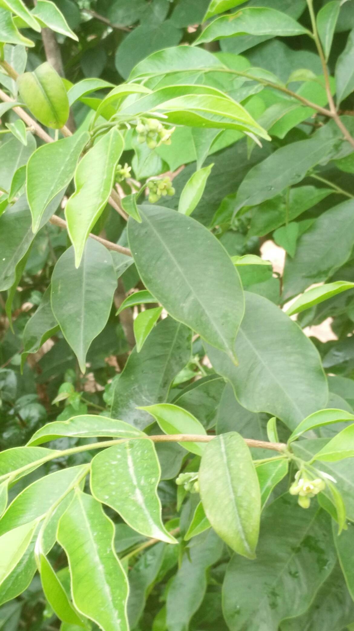 奇楠沉香树