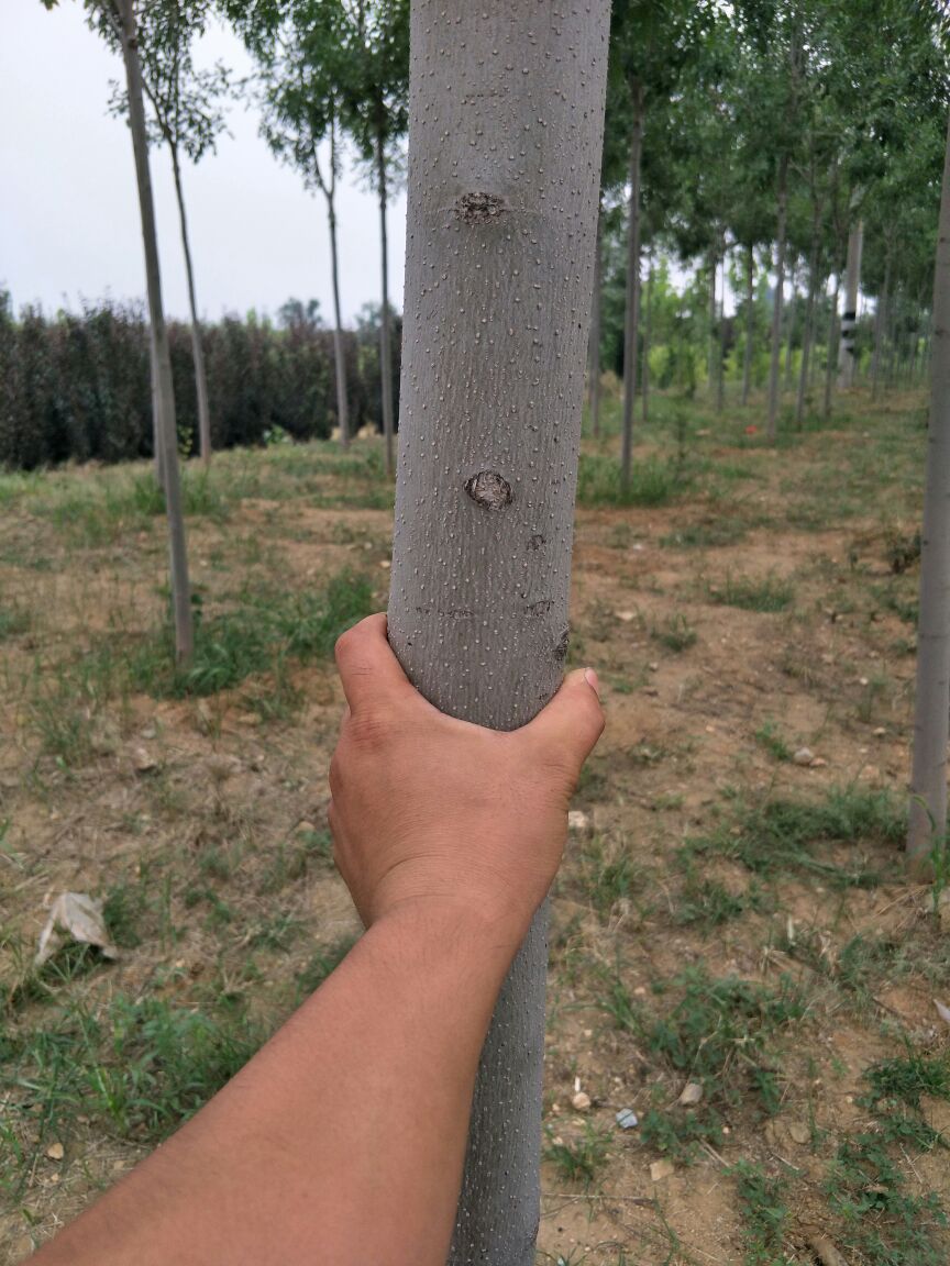 大叶白蜡树 3.5~5米
