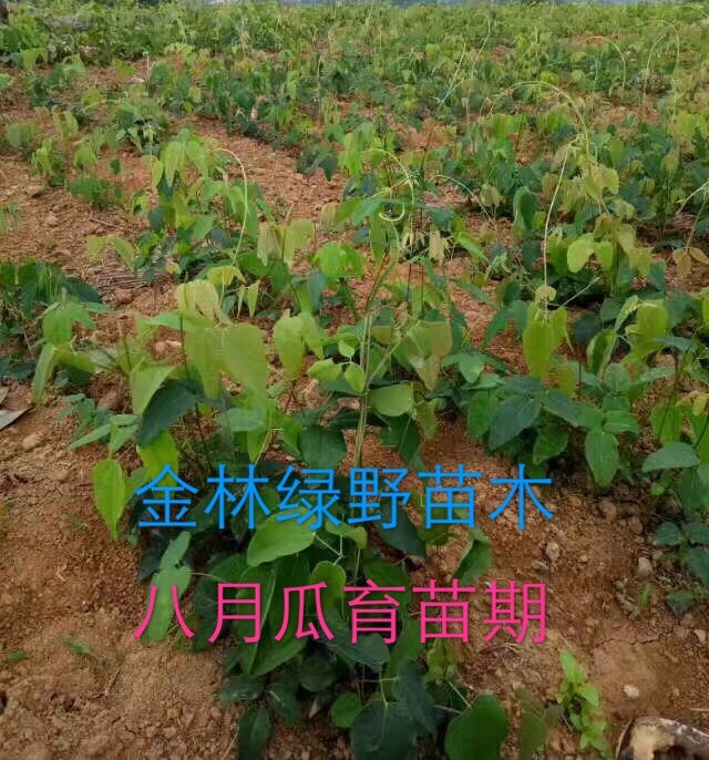 供应大厅  种子种苗  八月瓜苗   收藏 分享