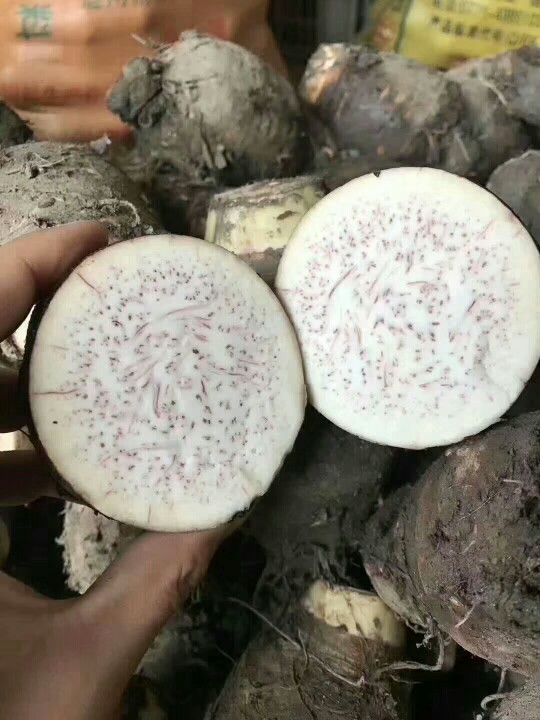 广西荔浦芋头中果9斤新鲜采挖坏果包邮