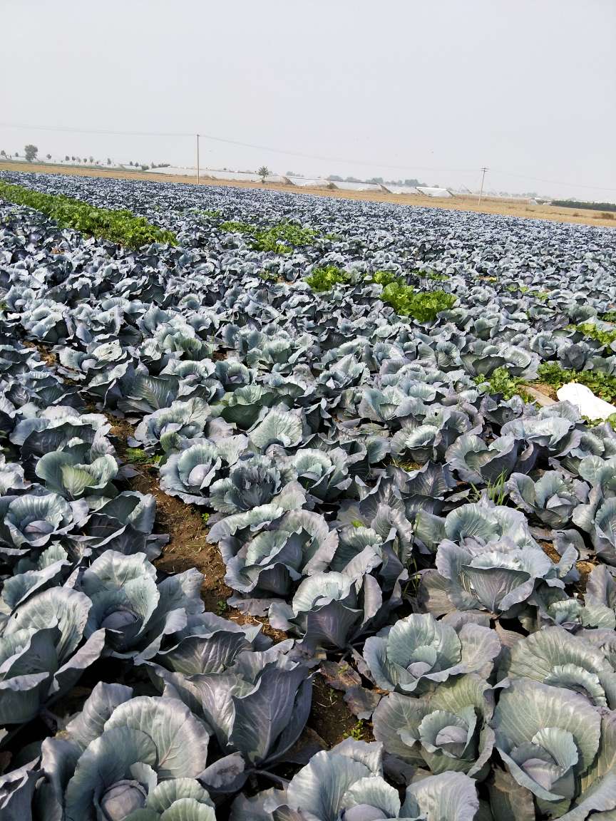 行情大厅 蔬菜 包菜 紫甘蓝 山东潍坊青州市