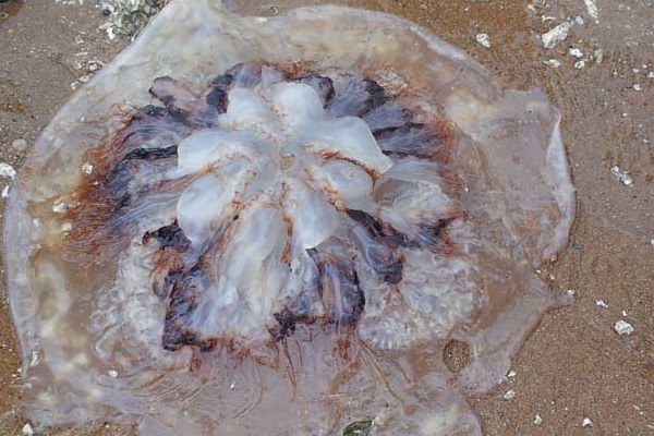 水母,也被称为海蜇,是水生环境中重要的浮游生物,品种较多.