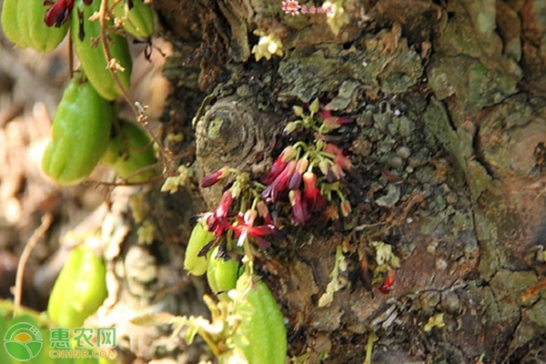 三敛果市场价格多少钱一斤?三敛果种植前景分析(附三敛果种植技术)