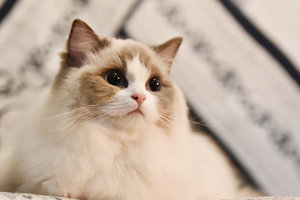 布偶猫价格多少钱一只?为什么那么贵?