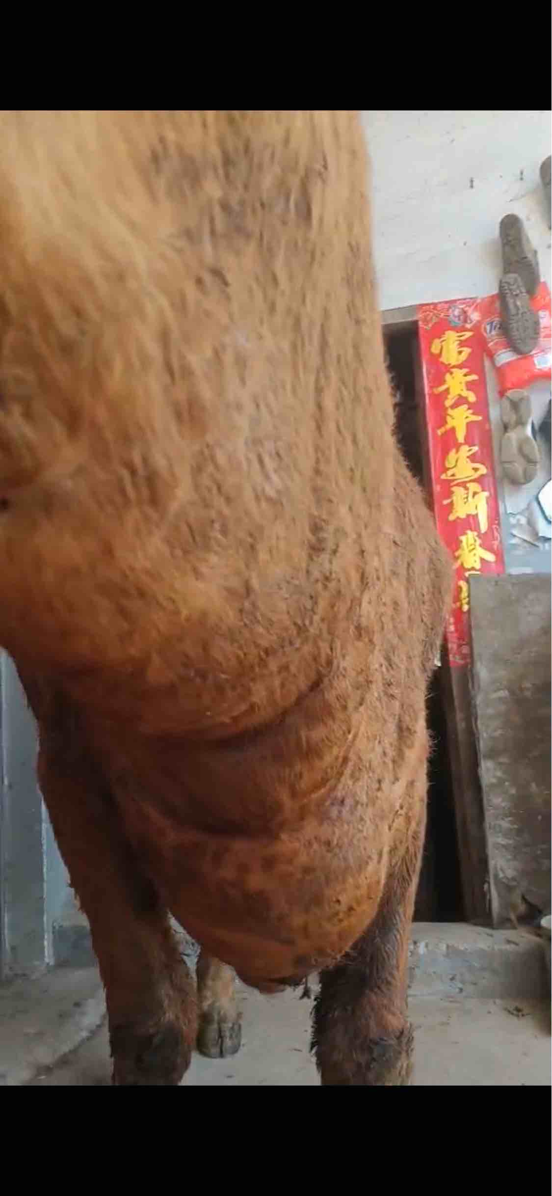 牛的脖子水肿一直消不下去用什么药物