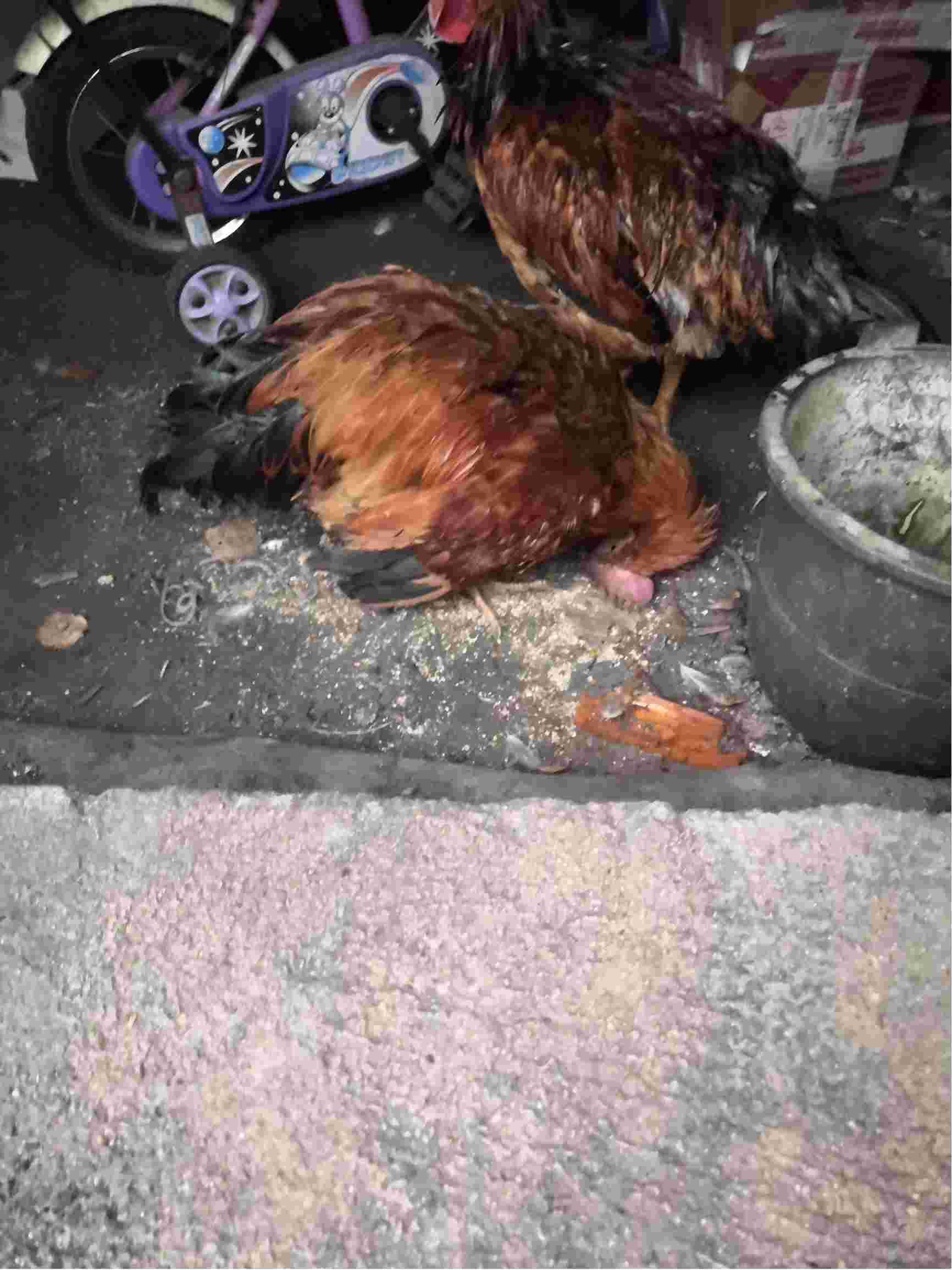 鸡头倒向一侧不爱动鸡冠发紫有时候会吃点食是什么毛病应该吃点什么药