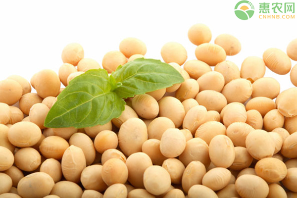 食用大豆价格多少钱一斤？