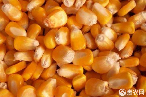 干玉米粒批发多少钱一吨？