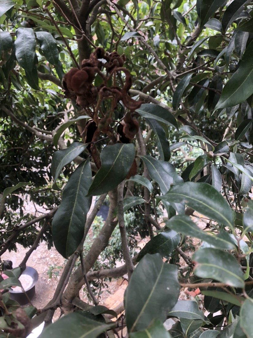 荔枝树开花期出现如下图病毒如何处理