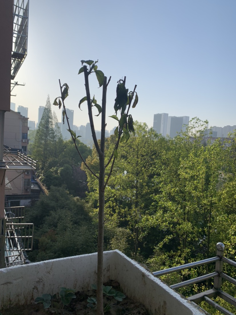 老师你好年前我买的车厘子树苗长出几片叶子不知道现在枯萎了怎么能
