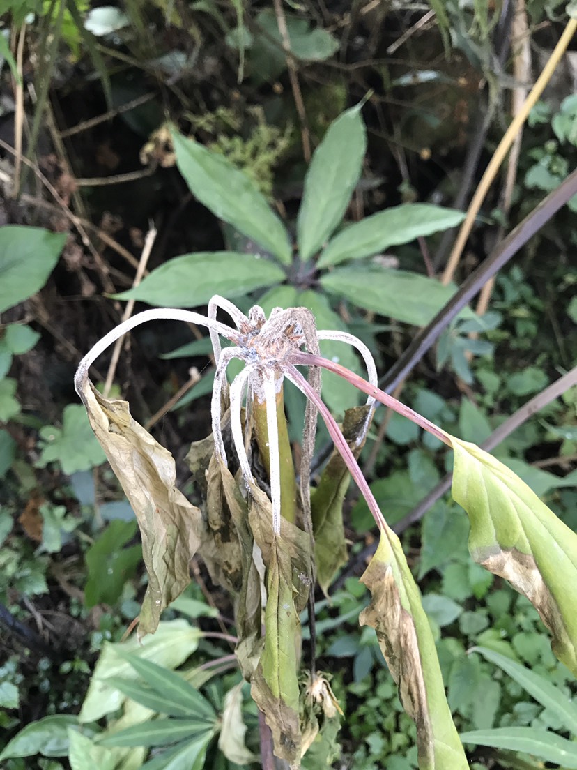 自家重楼发生白霉后大量倒伏.请问如何防治?