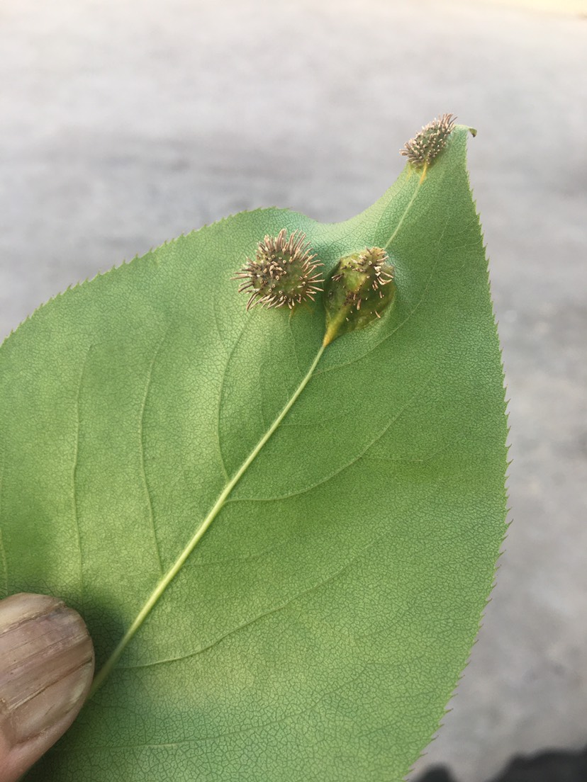 梨树上这个是什么虫害,怎么防治?望老师指导