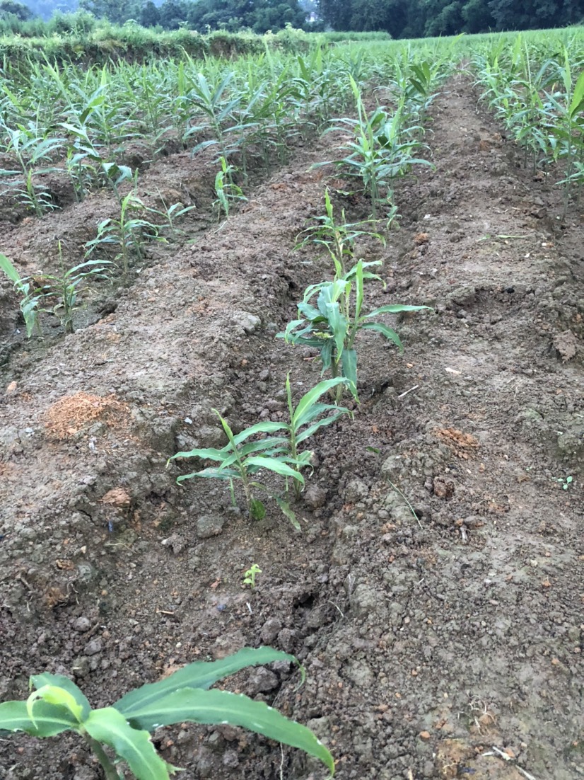 生姜苗生姜苗图片生姜苗后除草剂生姜苗后专用除草剂姜在地里长什么样